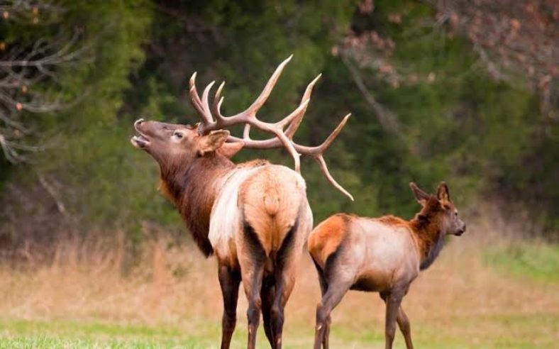 Best Scopes for Elk Hunting reviewed