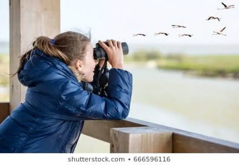 Best Monoculars For Bird Watching