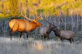 best scope for elk hunting