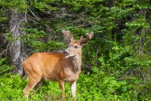 how to choose a riflescope for deer hunting